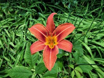 Close-up of day lily blooming outdoors