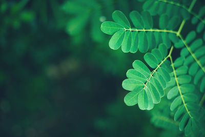 Fresh tropical green leaves background. botanical hawaii nature. natural lush greenery texture.