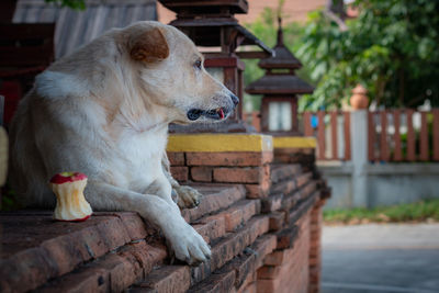 View of a cat against wall