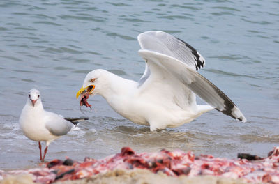 View of birds on beach