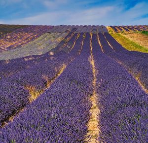 Scenic view of lavender growing on field