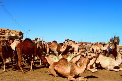 Camel's market in egypt
