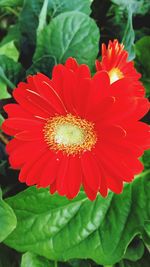 Close-up of red flower blooming outdoors