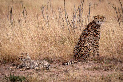 Cheetah sitting on field in zoo