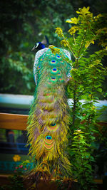 Close-up of a peacock