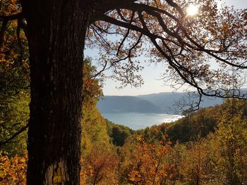 Scenic view of tree by lake against sky during autumn