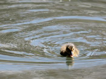 Duck swimming in lake