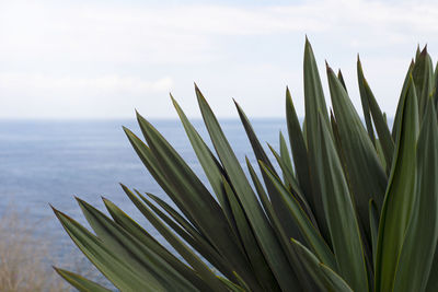 Close-up of plant against sky