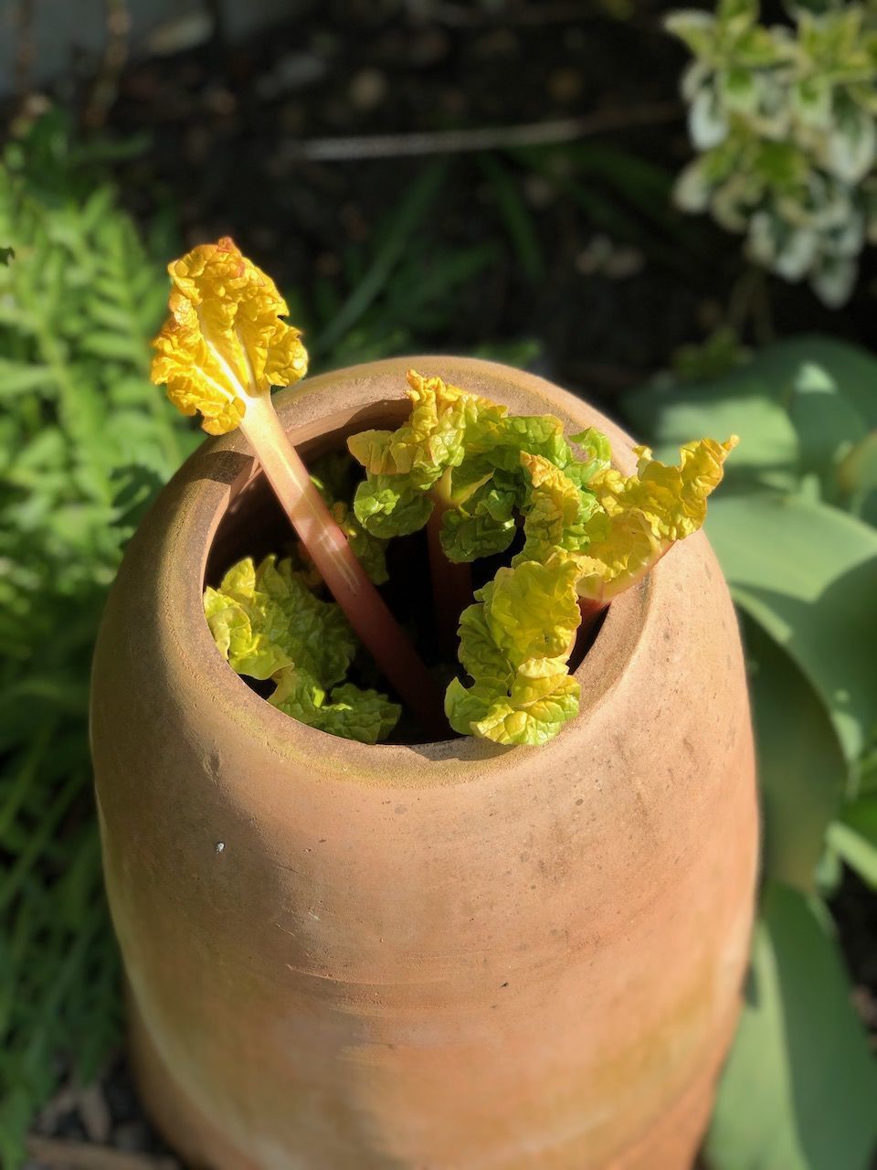 CLOSE-UP OF FRESH POTTED PLANT