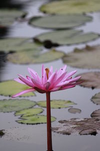 Close-up of lotus water lily in lake