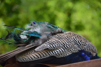 Close-up of peacock at forest