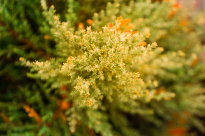 Close-up of flowering plant on field