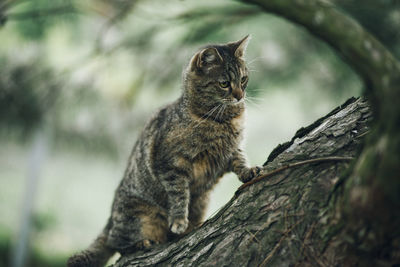 Close-up of cat on tree