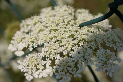 Close-up of white flowering plant