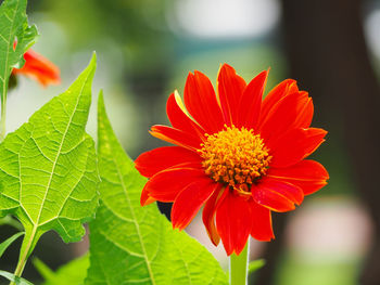 Close-up of red flower blooming outdoors