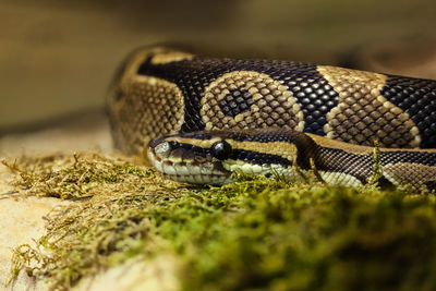 Close-up of snake