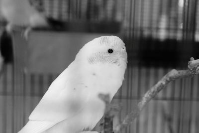 Close-up of parrot in cage