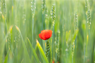 Close-up of red poppy flowers on field