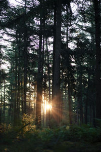 Trees in forest
