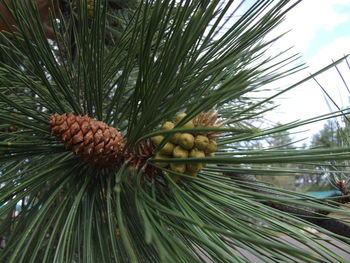 Close-up of palm tree