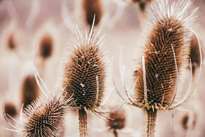 Close-up of thistle flowers