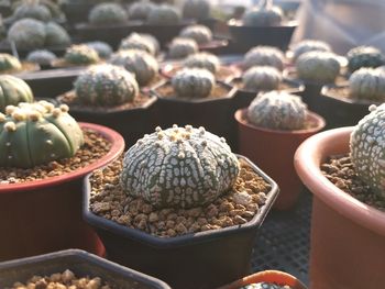 Close-up of cactus for sale in market