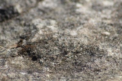 Close-up of lizard on sand