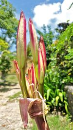 Close-up of cactus plant