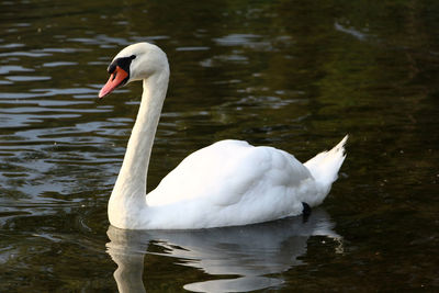 Two swans swimming in lake