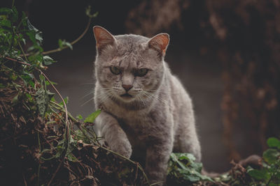 Portrait of a cat looking away