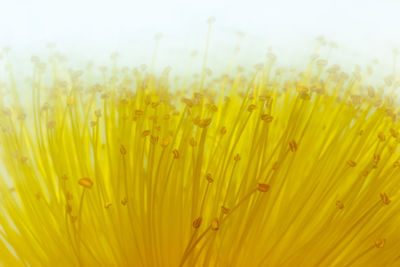 Close-up of yellow flowering plant