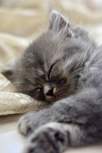 Close-up of cat sleeping