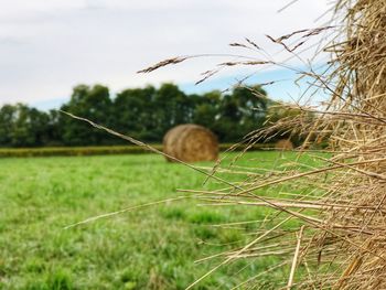 Close-up of hay on field against sky