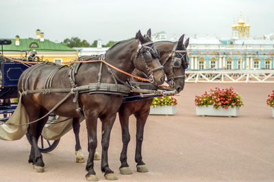 Horses in a city