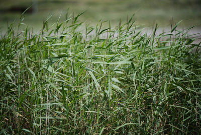 Close-up of stalks in field