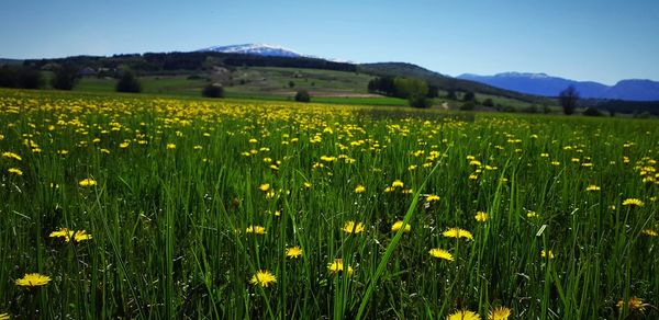 Scenic view of field against yellow sky