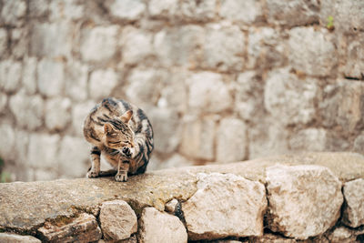 Close-up of a cat on wall