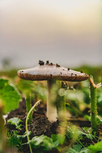 Close-up of mushroom growing on land