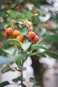 Close-up of berries growing on tree