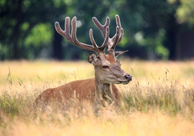 Close-up of deer standing on grassy field