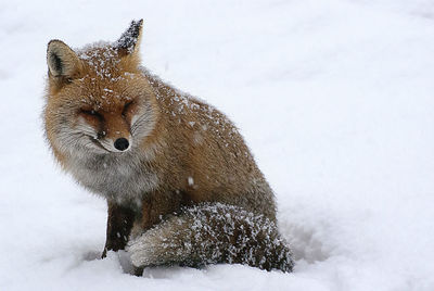 Red fox in the snow