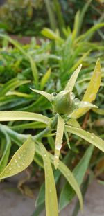 Close-up of insect on plant