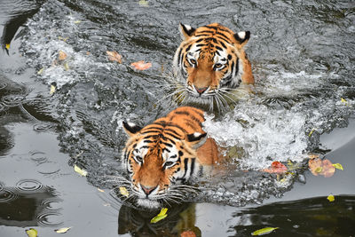 High angle view of tigers in lake