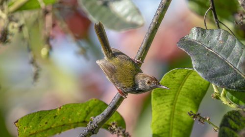 Close-up of bird perching on leaf