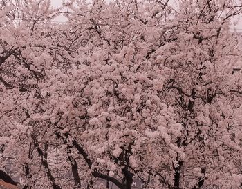 Full frame shot of pink cherry blossom tree