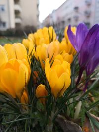 Close-up of yellow crocus flowers on field