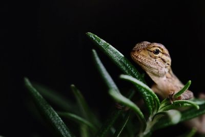 Close-up of lizard