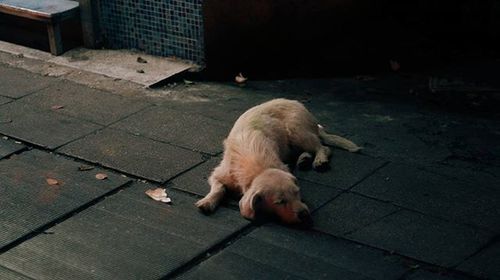 Close-up of dog sleeping on sidewalk