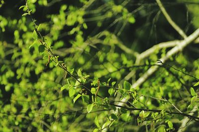 Close-up of tree branch