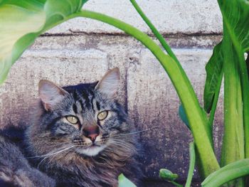 Portrait of cat on plant
